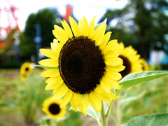 向日葵　in 　スペースワールド！