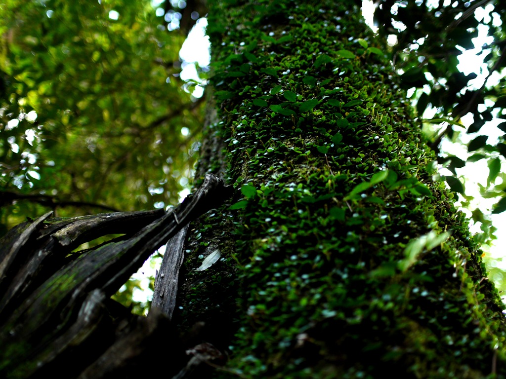 龍造寺20