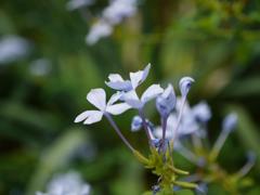 花　その一　in 　スペースワールド！