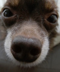 ZUIKO DIGITAL ED 8mm F3.5 Fisheye　チョコ