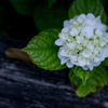 足元の謳花