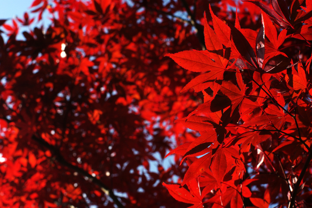 透き通る濃紅