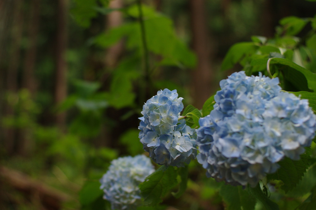 三連華