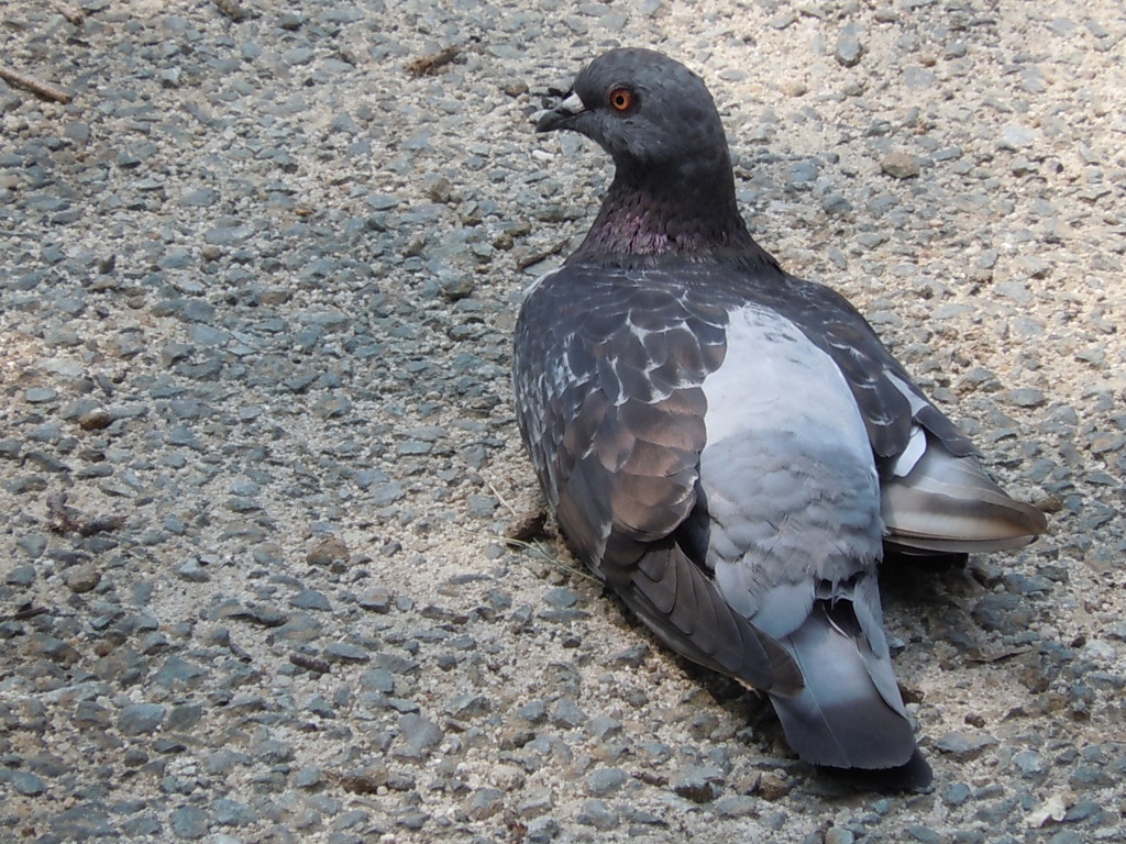 ａ　ｄｏｖｅ