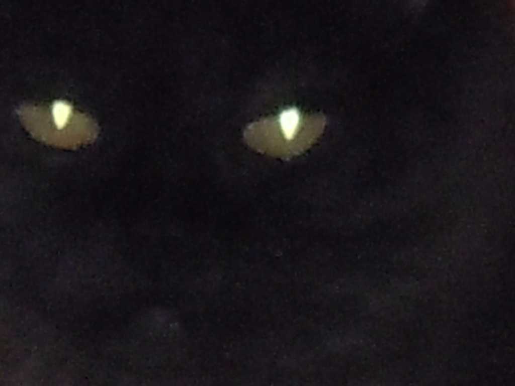 ｃａｔ’ｓ　ｅｙｅｓ