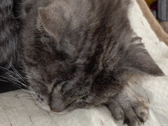 ｄｅａｄ　ｔｉｒｅｄ（くたくた）