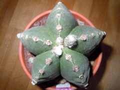 Ｔｈｅ　ｓｔａｒ（ｍｏｇｕ）