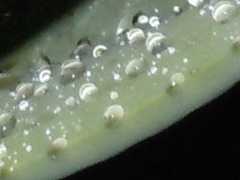 ｔｅａｒ　ｄｒｏｐ（なみだ）