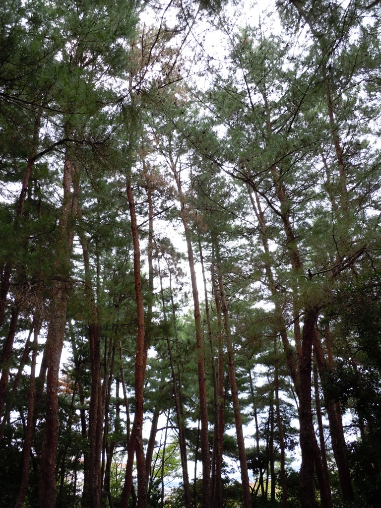 ｔａｌｌ（のっぽ）