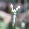 ニラの花