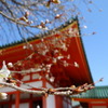 京都に春が来ました♪