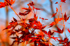 紅葉