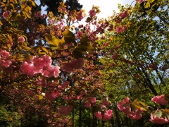 花舞踊