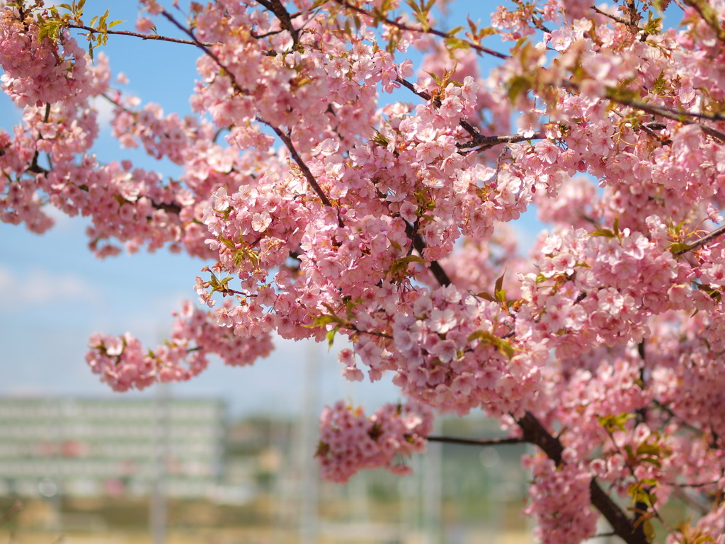 桜