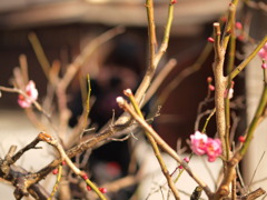 春は目の前