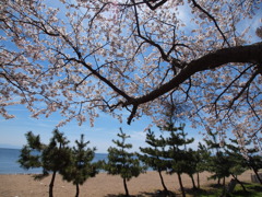 琵琶湖と桜