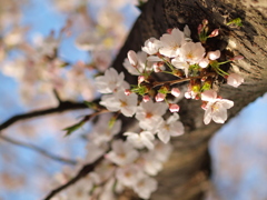 桜の木