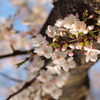 桜の木
