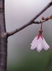 この花が散るとき