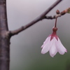 この花が散るとき