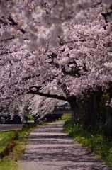 桜小道。