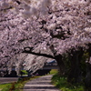 桜小道。
