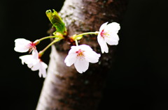 モダンと桜