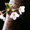 モダン　オブ　桜