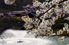 桜と水と。