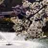桜と水と。