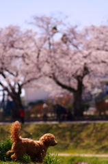 寄り道お花見