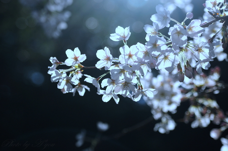 Japanese sakura.