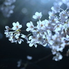 Japanese sakura.