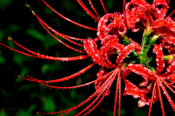 Spider lily②