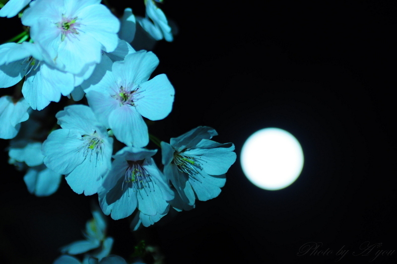 満月とsakura.