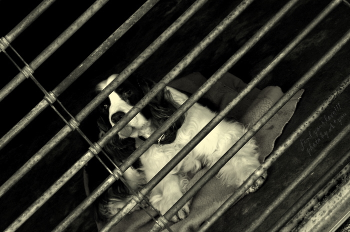 a caged DOG