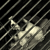 a caged DOG