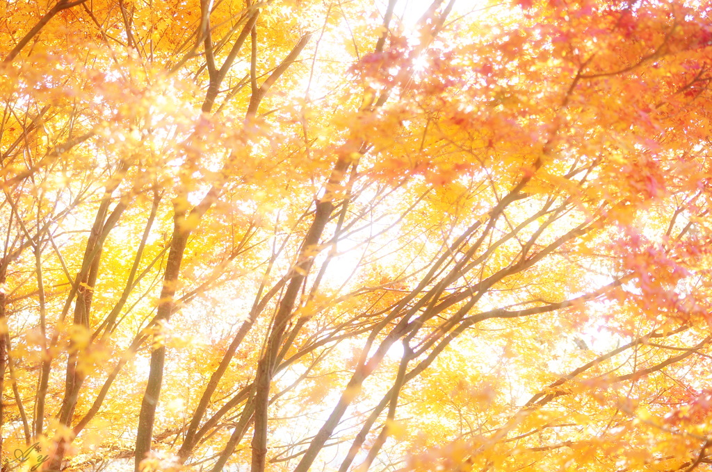 red leaves. no1
