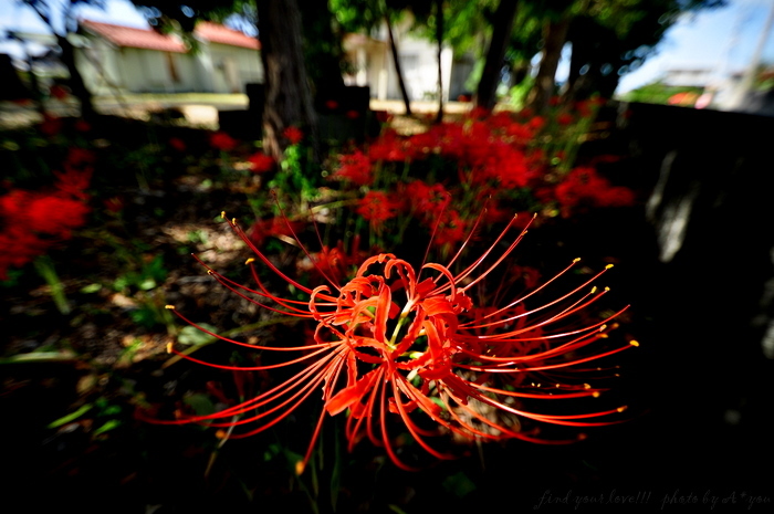 Spider lily.