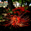 Spider lily.