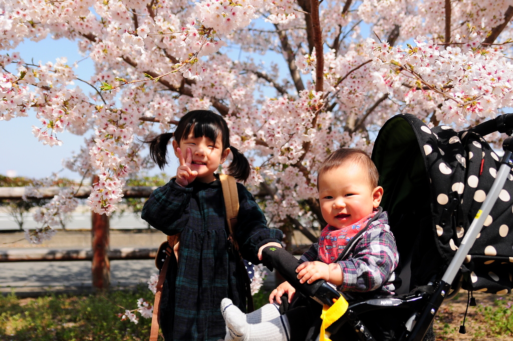 姉と弟と桜。