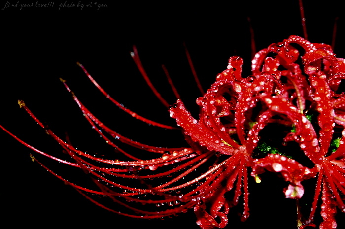 Spider lily③