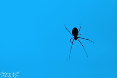 ブルースパイダー