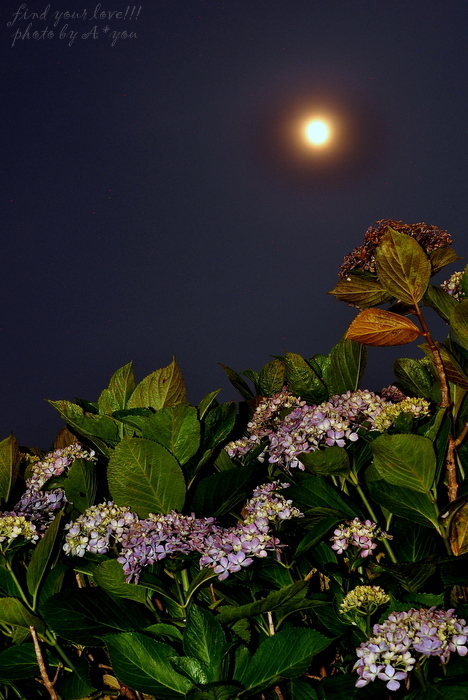 月と紫陽花