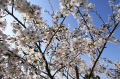cherry2