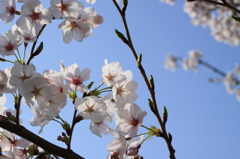 cherry4