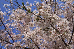 cherry5