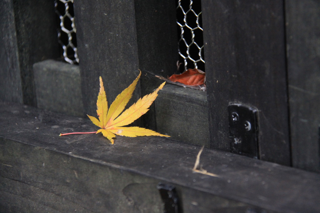 紅葉１２