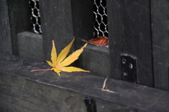 紅葉１２