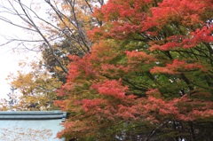 紅葉１５